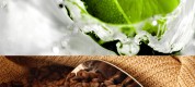 lime cafea lime cafea