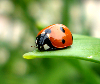 Ladybug in my chicago garden