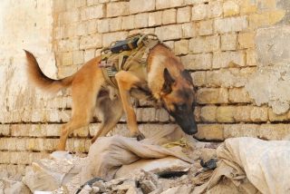 0420-0908-2801-4209_u_s_army_military_working_dog_searching_rubble_outside_a_building_in_iraq_m