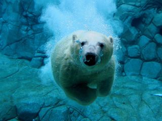 Swimming