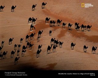 camels-national-geographic-640x512