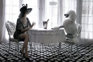 fashionable dogs 2