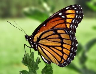viceroy_butterfly