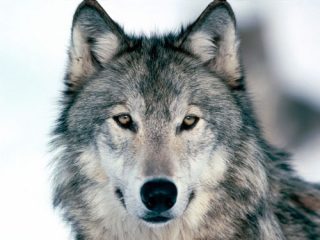 wolf 4