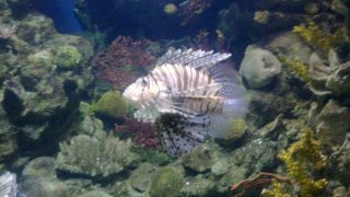 lion fish