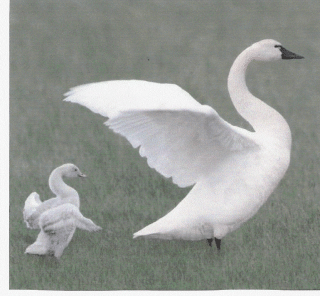 mentor