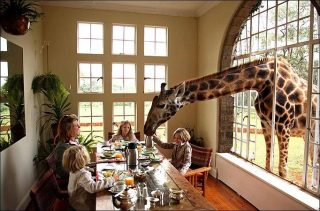 GiraffeManor1