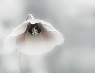 floare