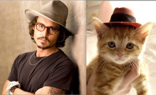 cats as fashion models 1