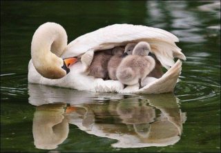 familie1