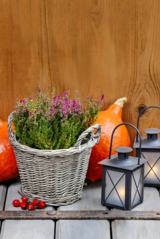 shutterstock_flowers