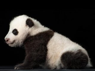 panda-close-up-2-473