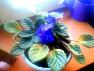 violeta