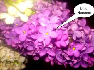 liliac