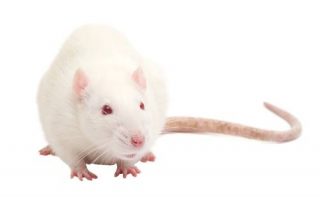 soarece shutterstock