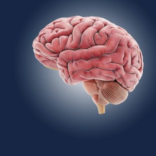 Brain, artwork