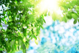 shutterstock_verde