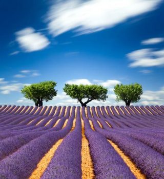 shutterstock_lavanda