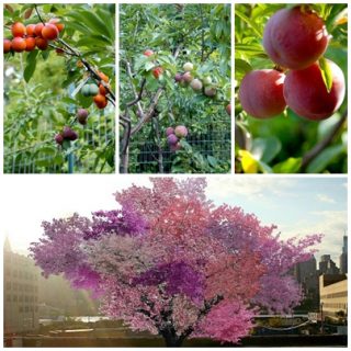 copac 40 de fructe