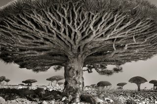 ancient-trees-beth-moon-8