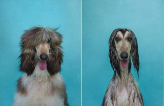 drydogwetdog02