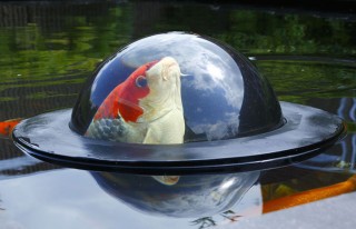 FloatingFishDome