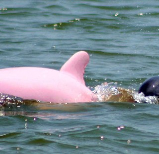 pinky-banner