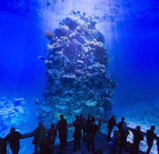 Reef3