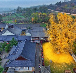 ginko-final-1
