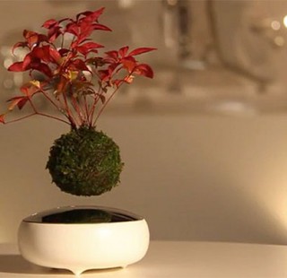 floating-bonsai-trees-air-hoshinchu-25
