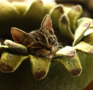AdorableCatBeds3-900x600