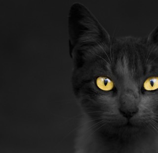zyadelkadikiblackcat