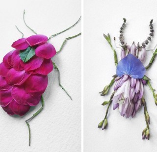 insecte flori
