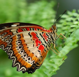 Cethosia_cyane