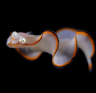 Batesian mimicry, larval fish of Soleichthys