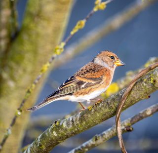 Brambling bird sitting on a tree