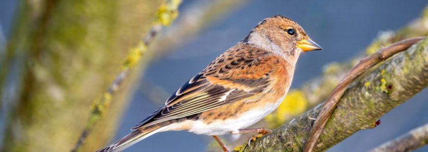 Brambling bird sitting on a tree